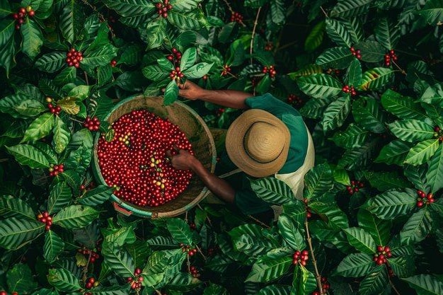 Araku Coffee